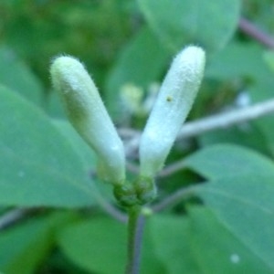 Photographie n°2252071 du taxon Lonicera xylosteum L. [1753]