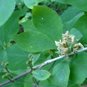 Photographie n°2252072 du taxon Lonicera xylosteum L. [1753]