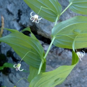 Photographie n°2252104 du taxon Streptopus amplexifolius (L.) DC.