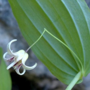 Photographie n°2252105 du taxon Streptopus amplexifolius (L.) DC.