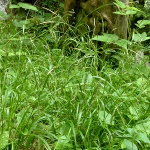 Photographie n°2252132 du taxon Carex sylvatica Huds. [1762]