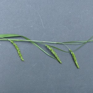 Photographie n°2252133 du taxon Carex sylvatica Huds. [1762]