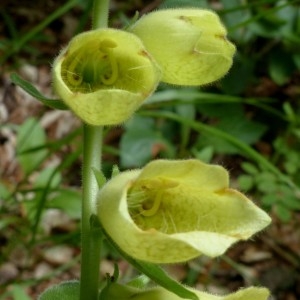 Photographie n°2252142 du taxon Digitalis grandiflora Mill. [1768]