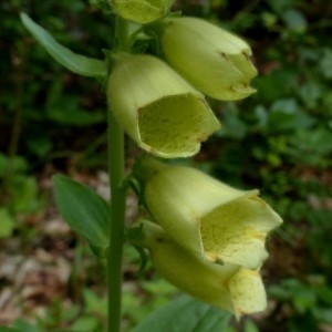 Photographie n°2252143 du taxon Digitalis grandiflora Mill. [1768]