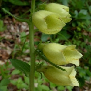 Photographie n°2252144 du taxon Digitalis grandiflora Mill. [1768]