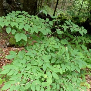 Photographie n°2252158 du taxon Lonicera xylosteum L. [1753]