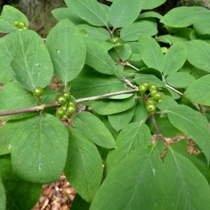 Photographie n°2252159 du taxon Lonicera xylosteum L. [1753]