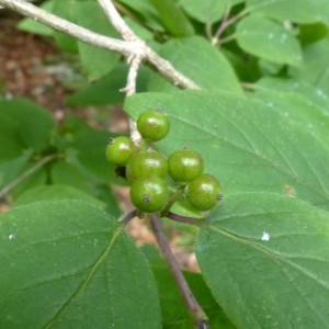 Photographie n°2252160 du taxon Lonicera xylosteum L. [1753]