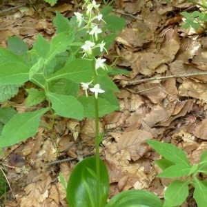 Photographie n°2252167 du taxon Platanthera bifolia (L.) Rich. [1817]