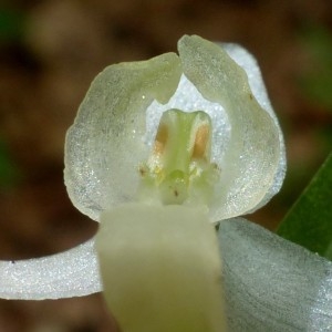 Photographie n°2252170 du taxon Platanthera bifolia (L.) Rich. [1817]