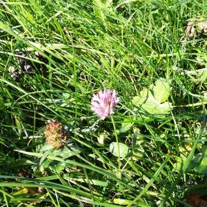 Photographie n°2252220 du taxon Trifolium pratense L. [1753]