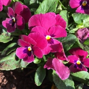 Photographie n°2252237 du taxon Viola tricolor L. [1753]