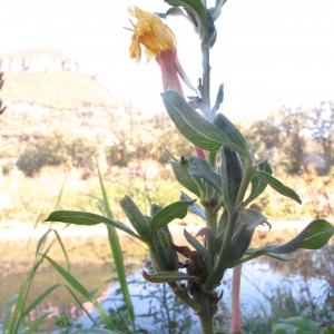 Photographie n°2252249 du taxon Oenothera biennis L. [1753]