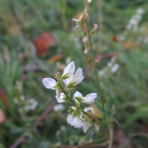 Photographie n°2252261 du taxon Melilotus albus Medik. [1787]