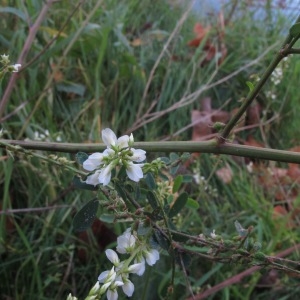 Photographie n°2252262 du taxon Melilotus albus Medik. [1787]