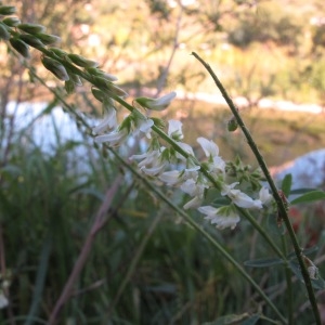 Photographie n°2252264 du taxon Melilotus albus Medik. [1787]