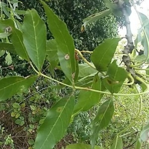 Photographie n°2252273 du taxon Fraxinus excelsior L. [1753]