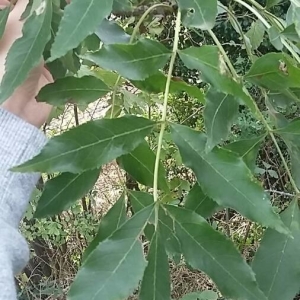 Photographie n°2252274 du taxon Fraxinus excelsior L. [1753]