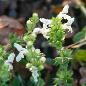 Photographie n°2252299 du taxon Stachys annua (L.) L.