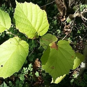 Photographie n°2252328 du taxon Corylus avellana L. [1753]