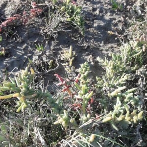 Photographie n°2252363 du taxon Salicornia europaea L. [1753]