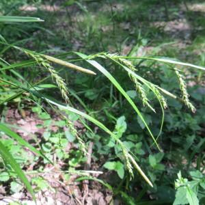 Photographie n°2252428 du taxon Carex sylvatica subsp. sylvatica