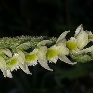 Photographie n°2252435 du taxon Spiranthes spiralis (L.) Chevall. [1827]