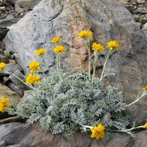 Photographie n°2252487 du taxon Jacobaea incana (L.) Veldkamp [2006]