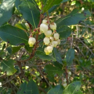 Photographie n°2252505 du taxon Arbutus unedo L. [1753]