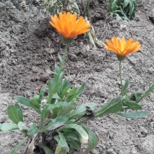 Photographie n°2252512 du taxon Calendula officinalis L. [1753]