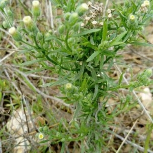 Photographie n°2252555 du taxon Erigeron sumatrensis Retz. [1810]