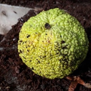 Photographie n°2252621 du taxon Maclura pomifera (Raf.) C.K.Schneid. [1906]