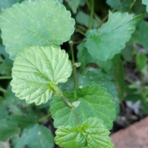 Photographie n°2252640 du taxon Humulus lupulus L. [1753]