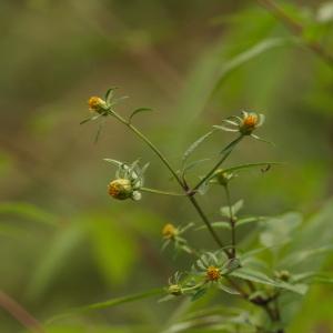 Photographie n°2252715 du taxon Bidens tripartita L. [1753]