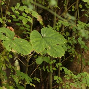 Photographie n°2252733 du taxon Humulus lupulus L. [1753]