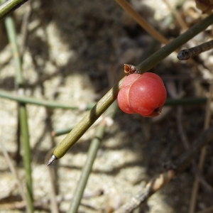 Photographie n°2252778 du taxon Ephedra distachya L. [1753]