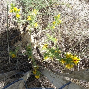 Photographie n°2252786 du taxon Scolymus hispanicus L.