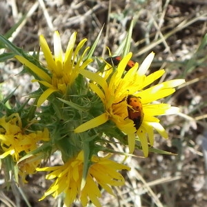 Photographie n°2252787 du taxon Scolymus hispanicus L.