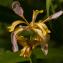  Pierre Crouzet - Iris foetidissima L. [1753]