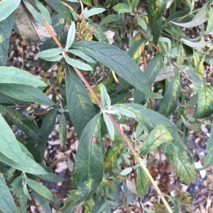 Photographie n°2252963 du taxon Buddleja davidii Franch. [1887]