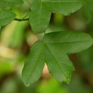 Photographie n°2253003 du taxon Acer monspessulanum L.