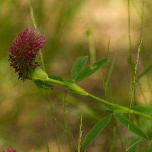 Photographie n°2253027 du taxon Trifolium rubens L. [1753]