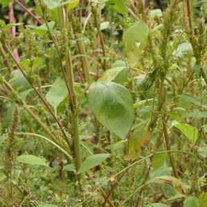 Photographie n°2253044 du taxon Amaranthus hybridus L. [1753]