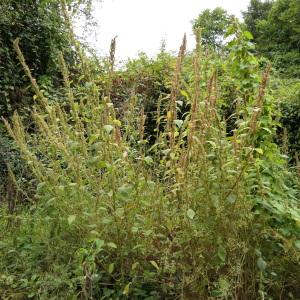 Photographie n°2253045 du taxon Amaranthus hybridus L. [1753]