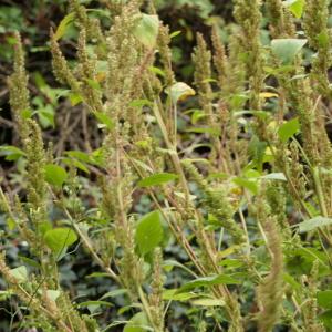 Photographie n°2253046 du taxon Amaranthus hybridus L. [1753]