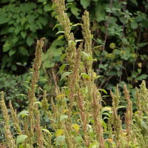 Photographie n°2253047 du taxon Amaranthus hybridus L. [1753]