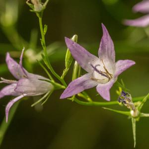 Campanula verruculosa Hoffmanns. & Link (Campanule raiponce)