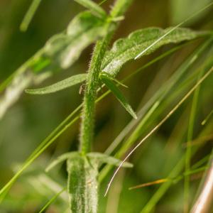 Photographie n°2253089 du taxon Campanula rapunculus L.