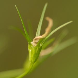  - Campanula rapunculus L.