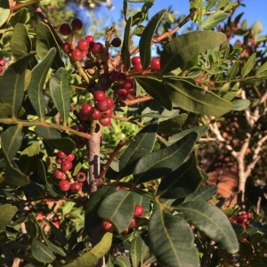 Photographie n°2253096 du taxon Pistacia lentiscus L. [1753]